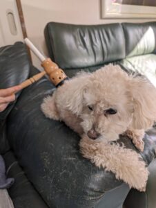 利用者さまの声 犬 Mちゃん 11歳