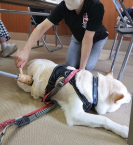利用者さまの声 犬 Kくん 8歳