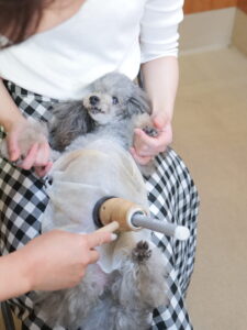 利用者さまの声 犬 Fちゃん 11歳
