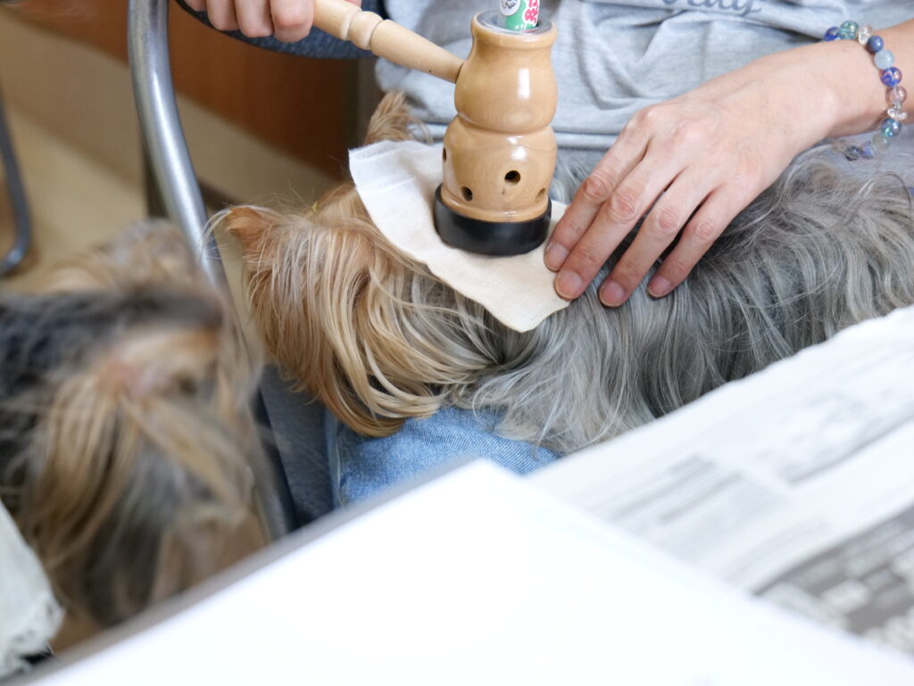 利用者さまの声 犬 Fちゃん 2歳