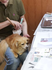 利用者さまの声 犬 Hちゃん 4歳